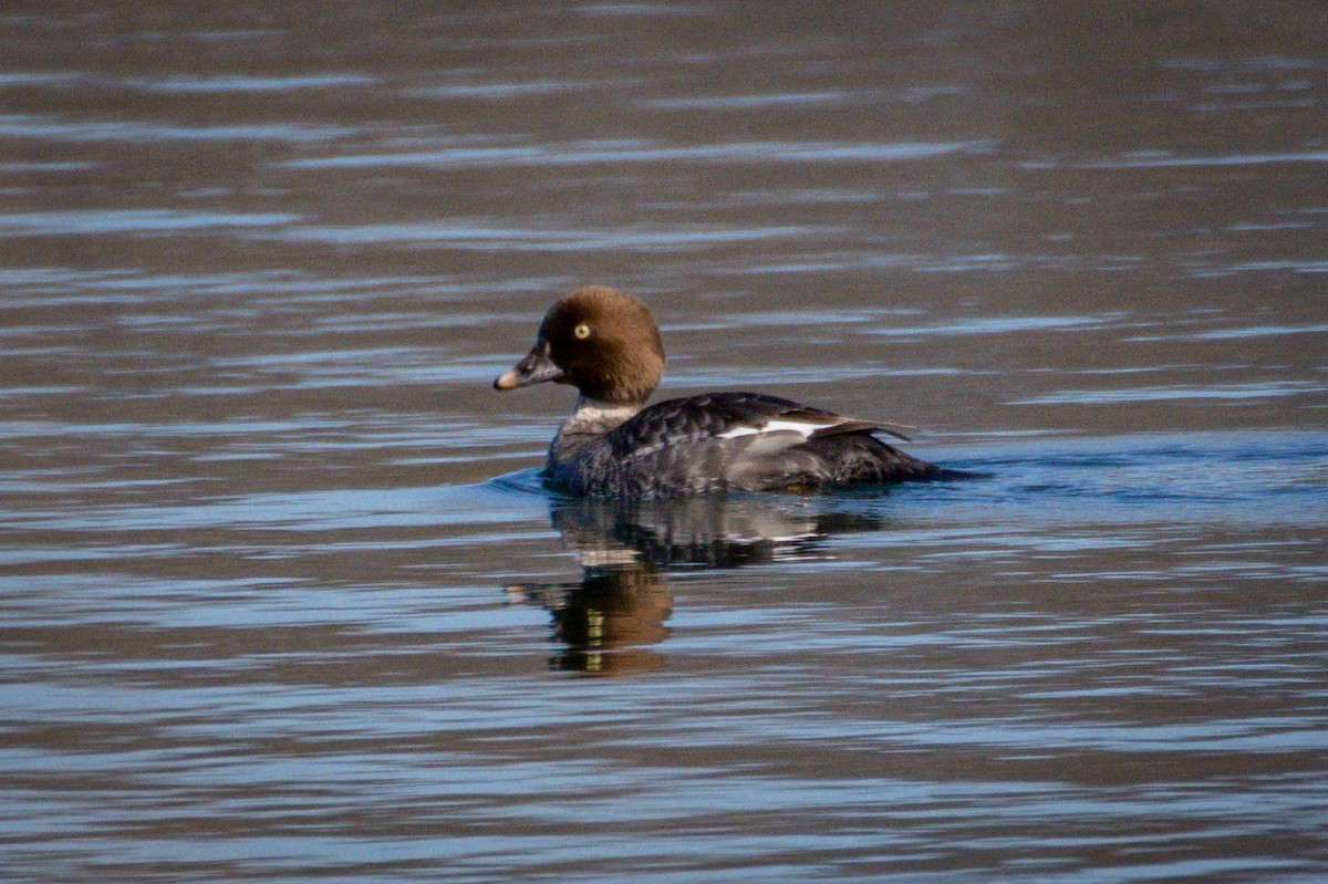 Common Goldeneye - ML616147782