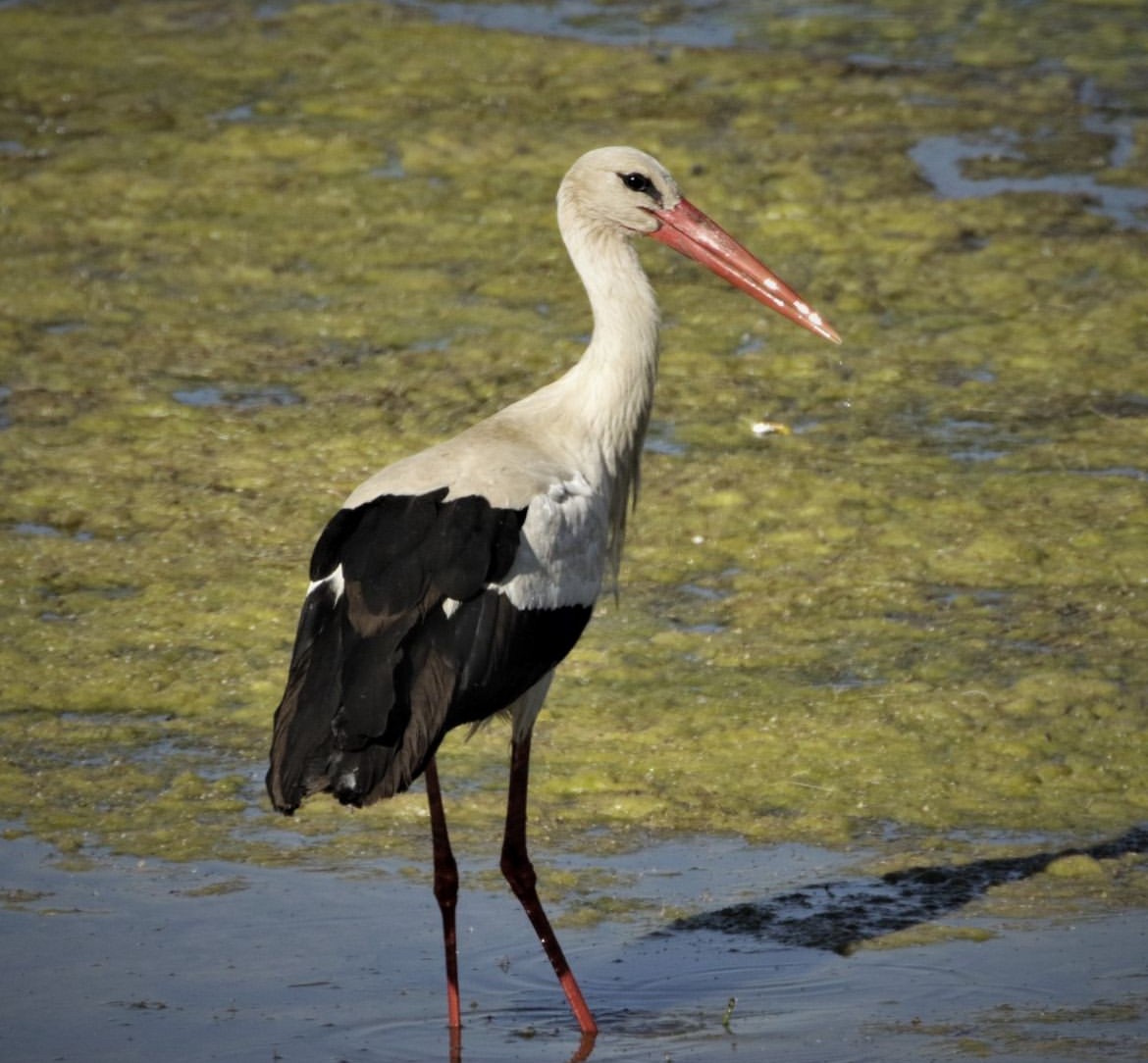 White Stork - ebrahim shafizadeh