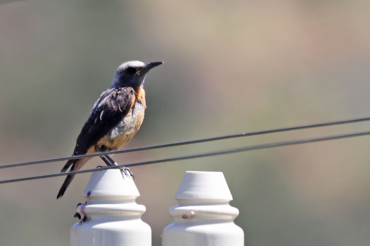 Short-toed Rock-Thrush - ML616147918