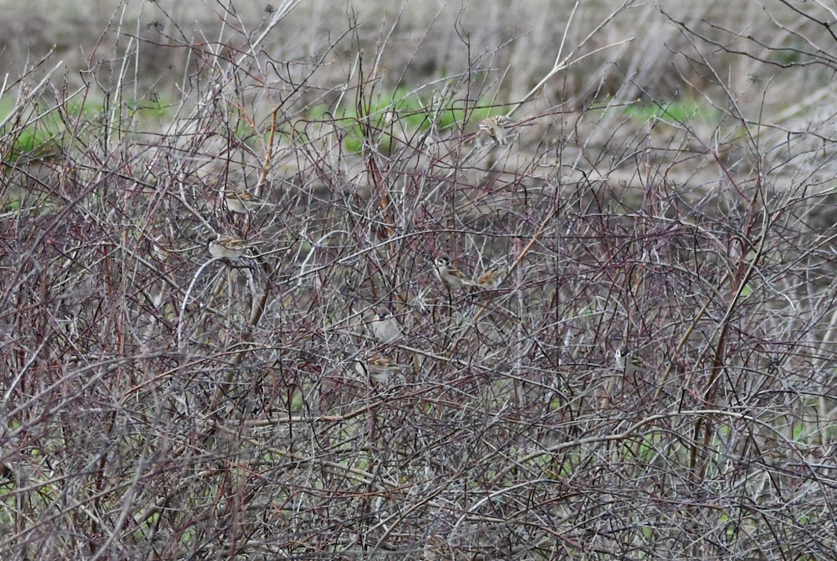 Eurasian Tree Sparrow - ML616147949