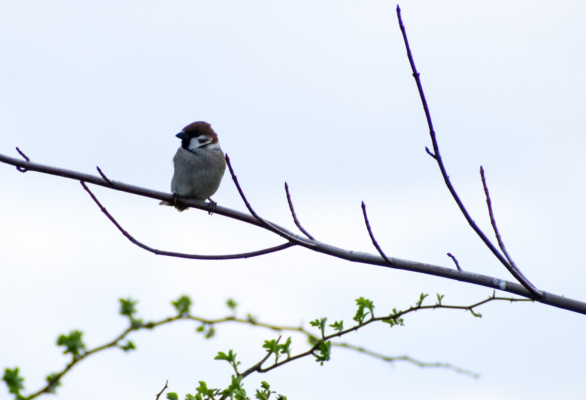 Eurasian Tree Sparrow - ML616147950
