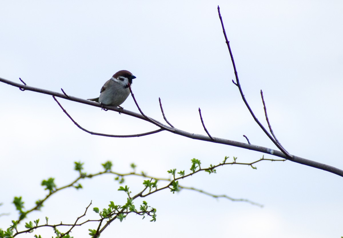 Eurasian Tree Sparrow - ML616147951