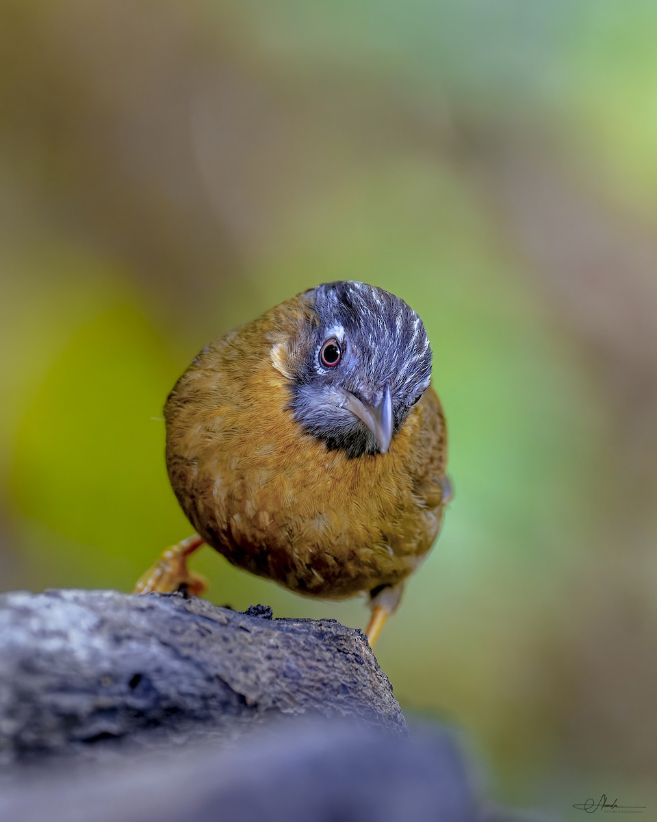 Gray-throated Babbler - ML616147960