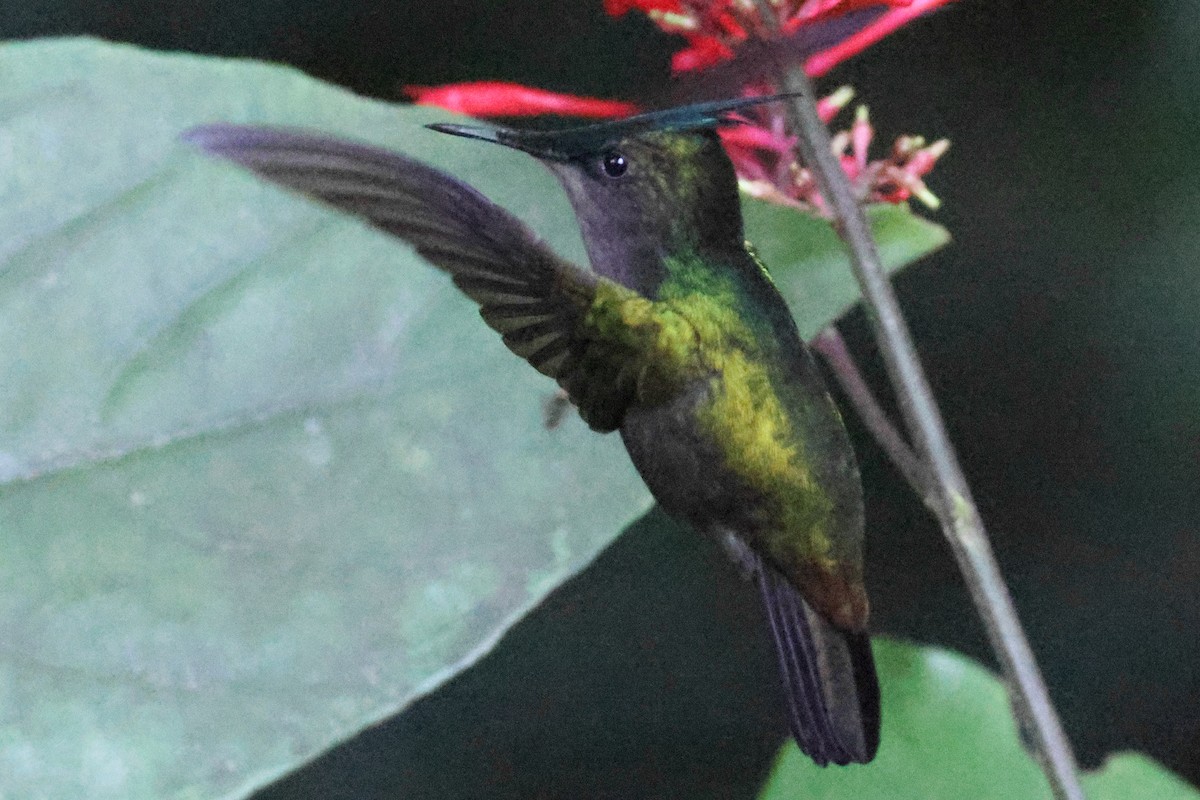 Antillean Crested Hummingbird - ML616147966