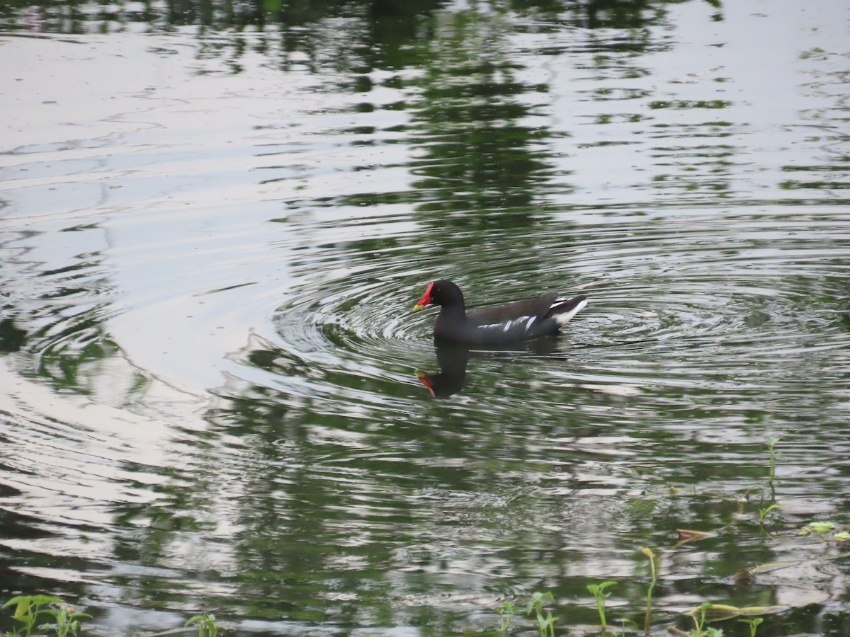 Eurasian Moorhen - ML616147972