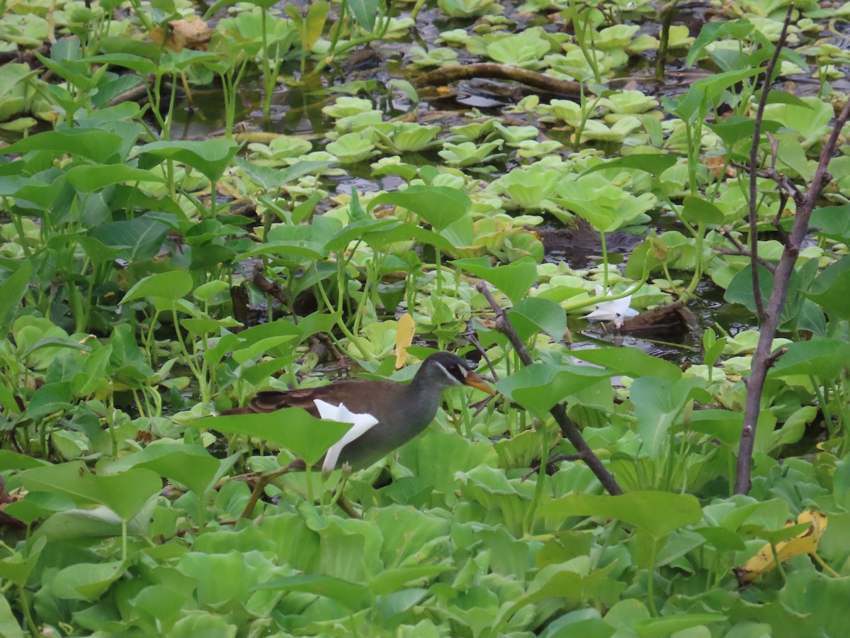 White-browed Crake - ML616148000