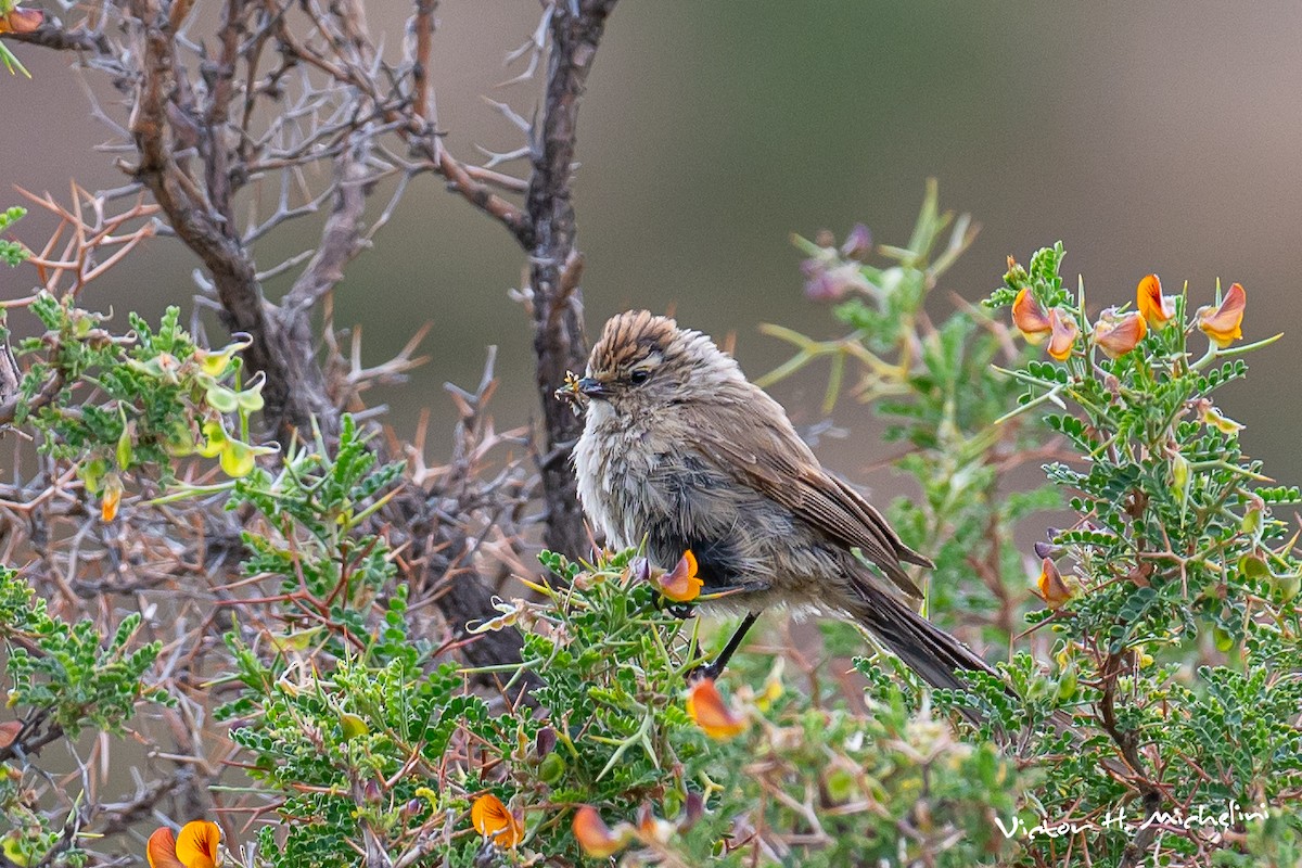 Plain-mantled Tit-Spinetail - ML616148058