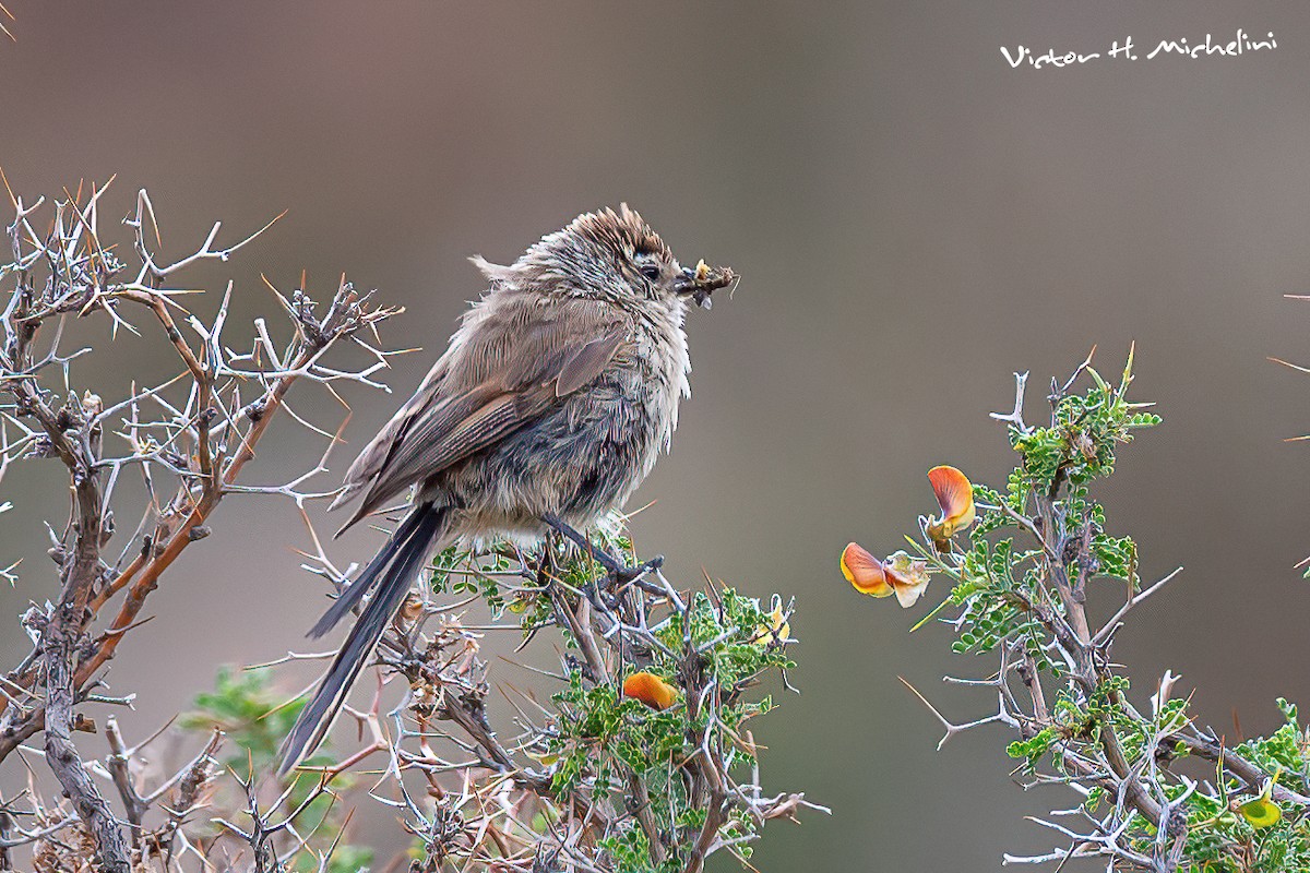 Plain-mantled Tit-Spinetail - ML616148059