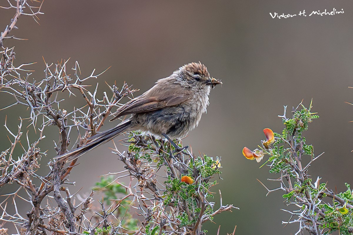 Plain-mantled Tit-Spinetail - ML616148061