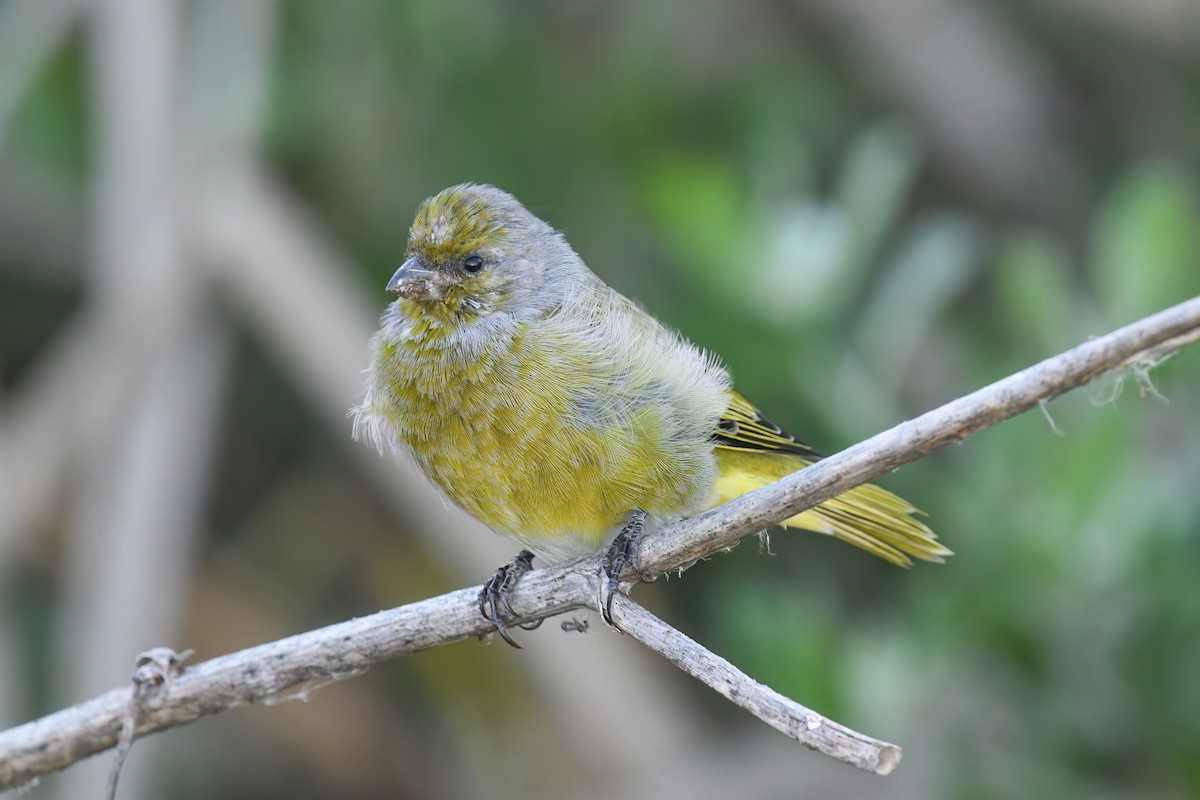 Serin du Cap - ML616148065