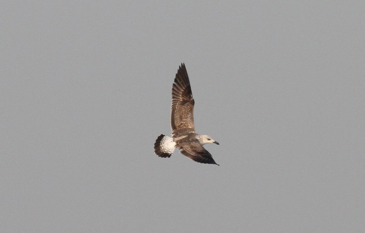 Lesser Black-backed Gull (fuscus) - Joe Stockwell