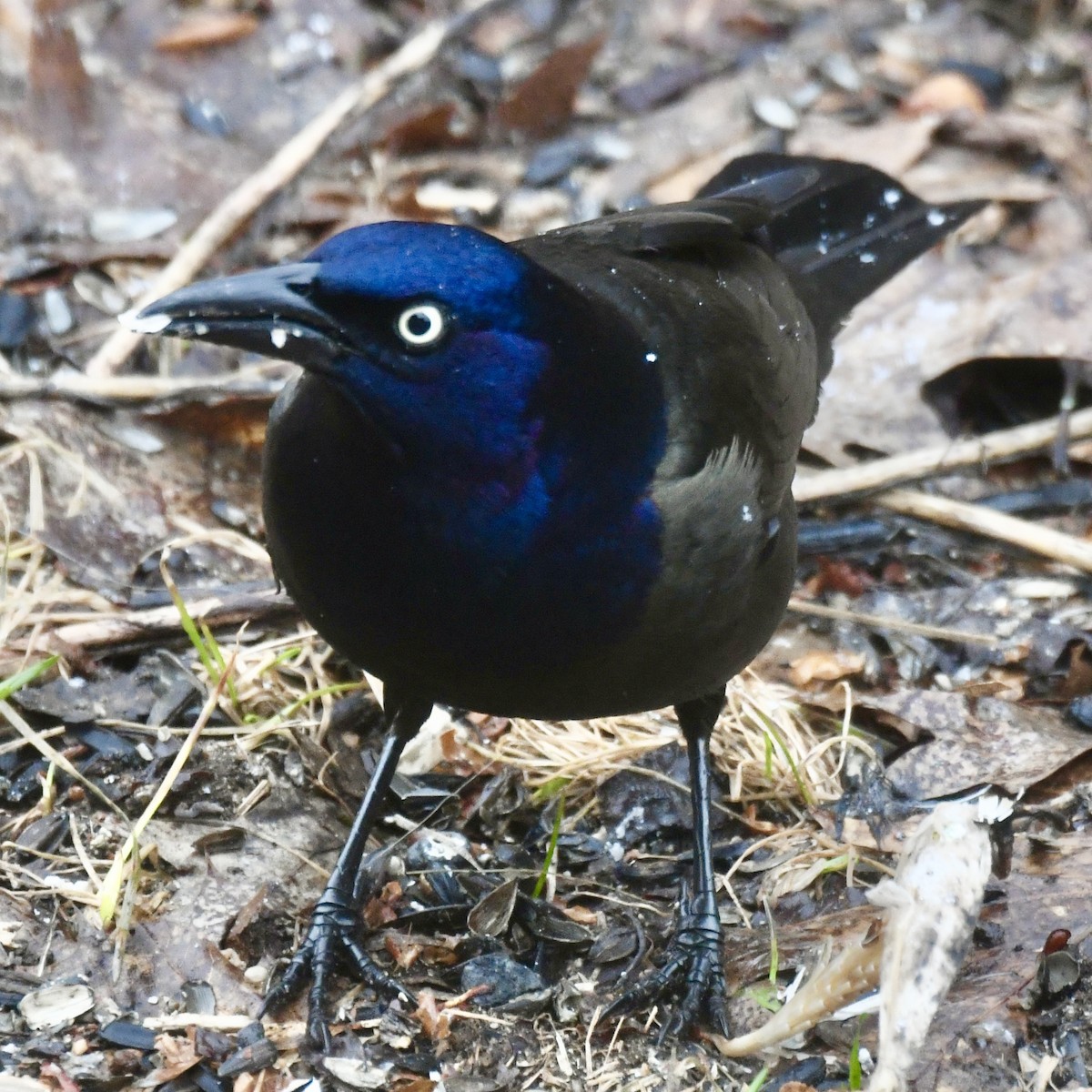 Common Grackle - Michael Hatton