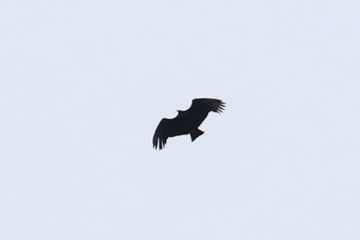 Black Vulture - ML616148135