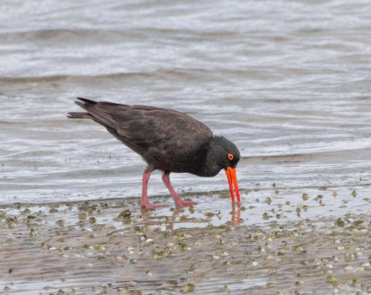 Sooty Oystercatcher - ML616148193