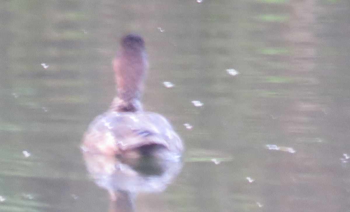 Greater/Lesser Scaup - ML616148205