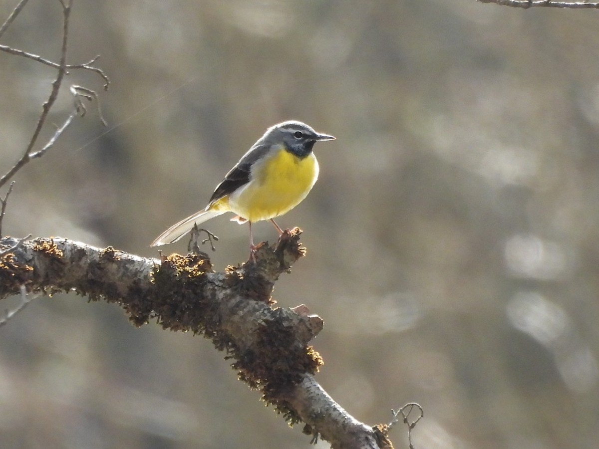 Gray Wagtail - Anja Kahl