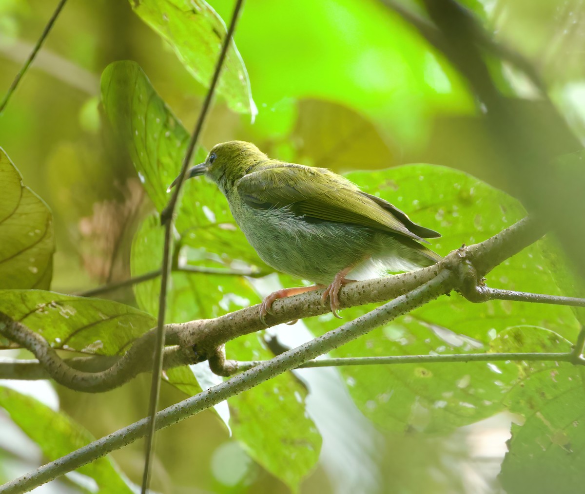 Bornean Spiderhunter - ML616148253