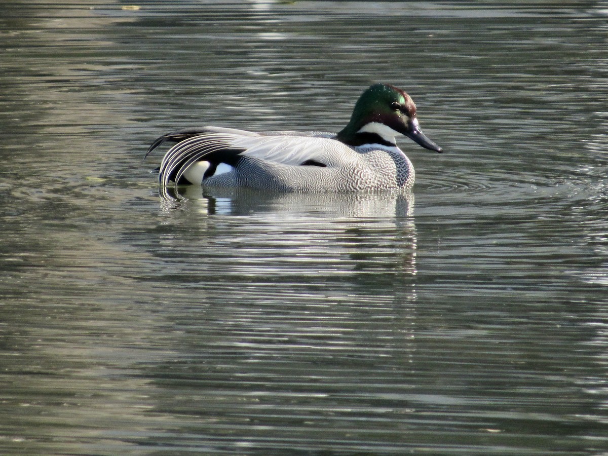 Falcated Duck - ML616148302