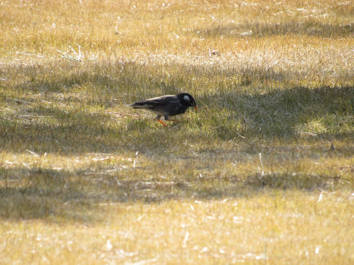 White-cheeked Starling - ML616148407