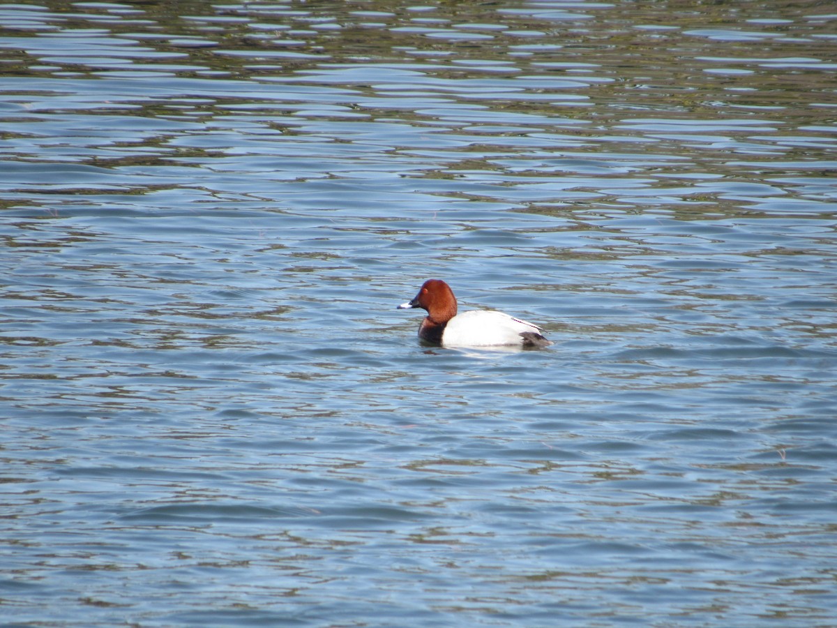 Common Pochard - ML616148436