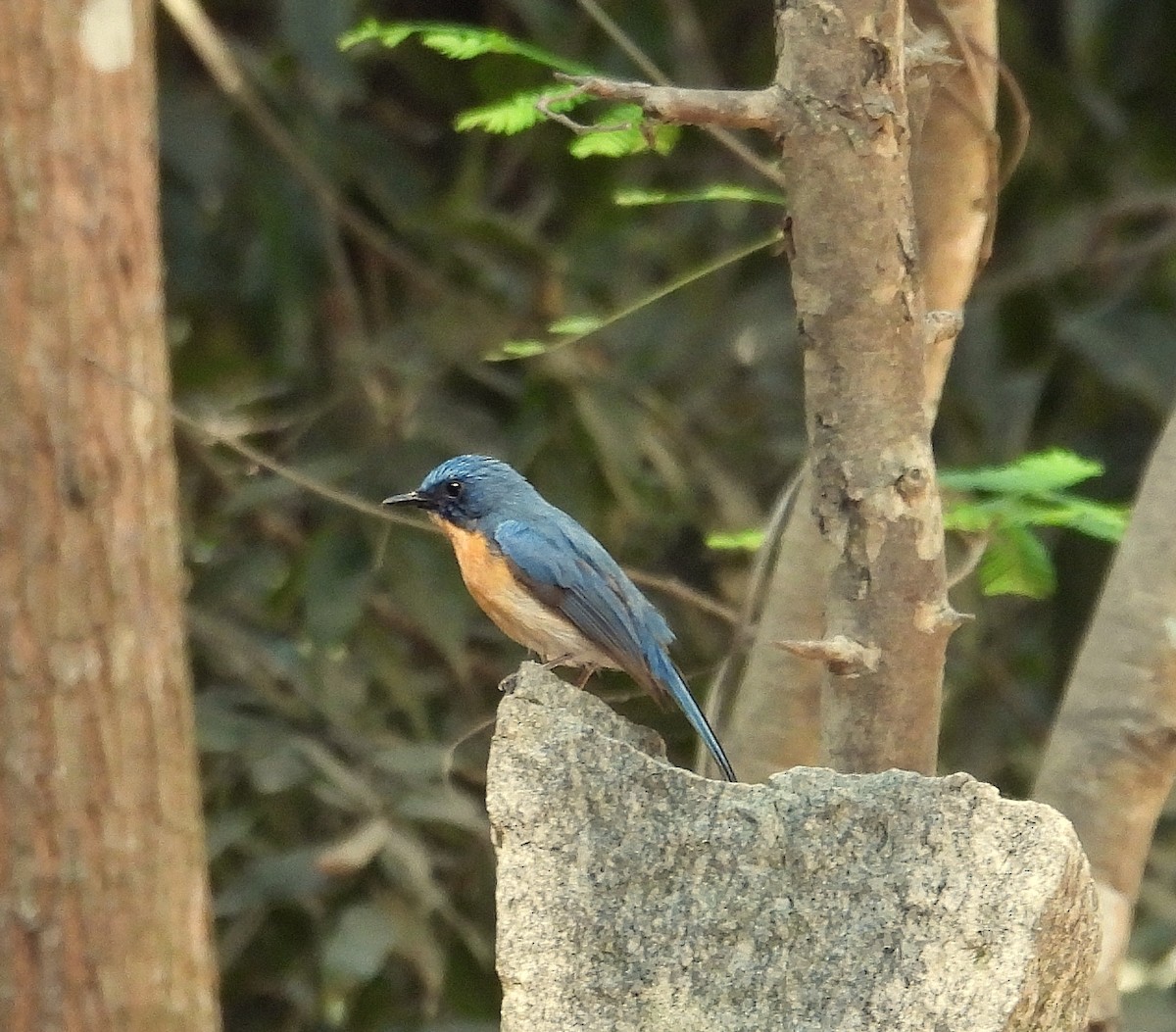 Tickell's Blue Flycatcher - Santhi  K