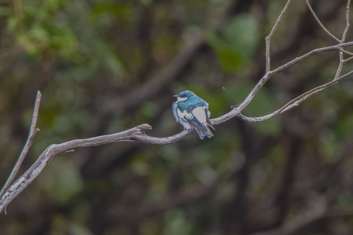 White-winged Swallow - ML616148485