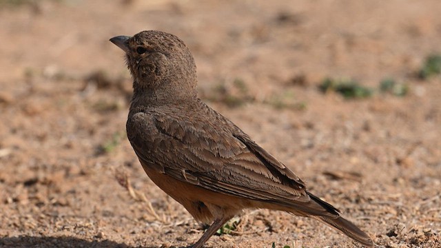 Ammomane à queue rouge - ML616148510