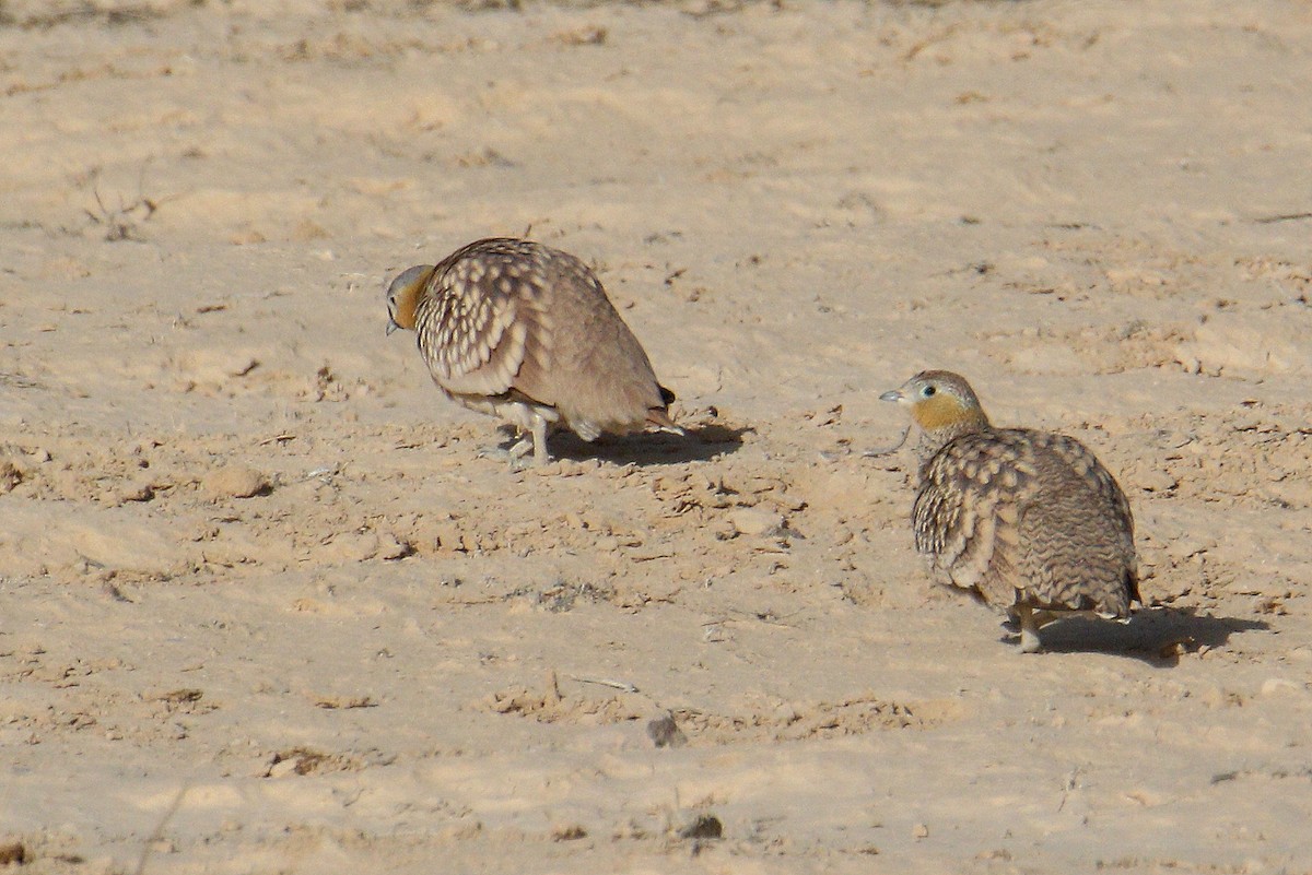 Crowned Sandgrouse - Andrzej Kośmicki