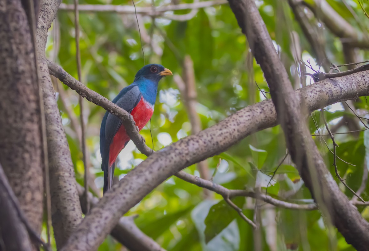 Black-tailed Trogon - ML616148564