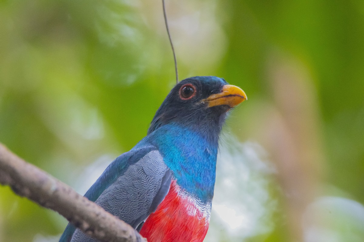 Black-tailed Trogon - ML616148565