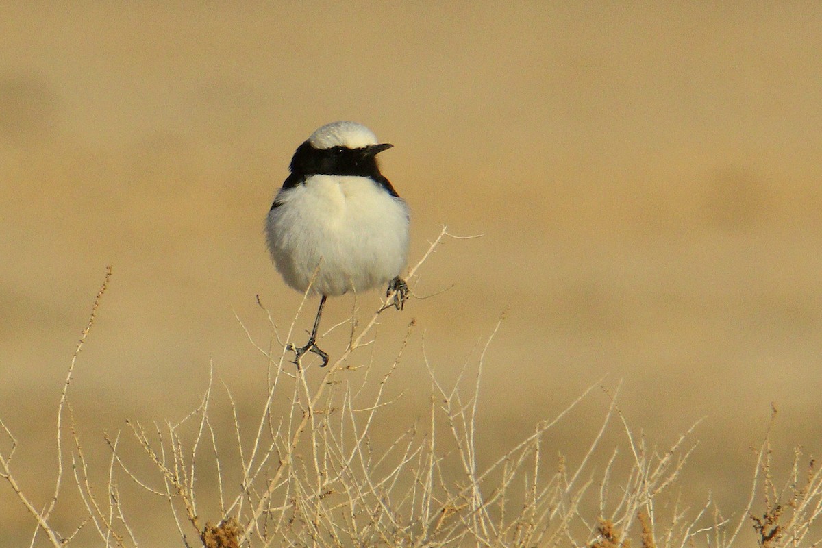 Mourning Wheatear - Andrzej Kośmicki