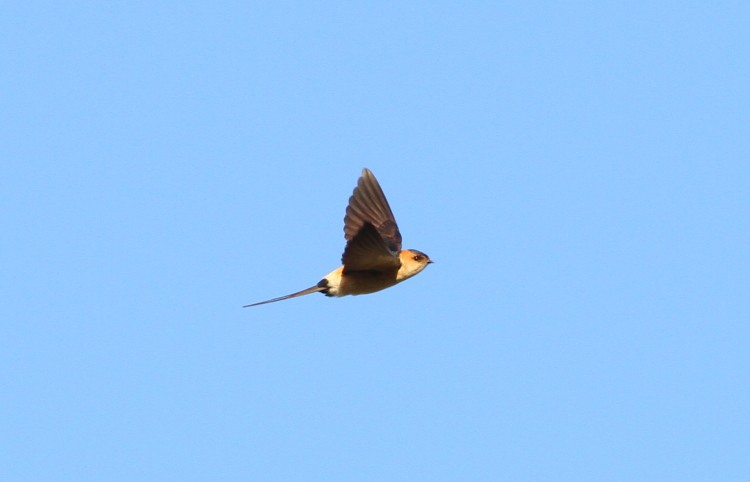 Red-rumped Swallow - ML616148626