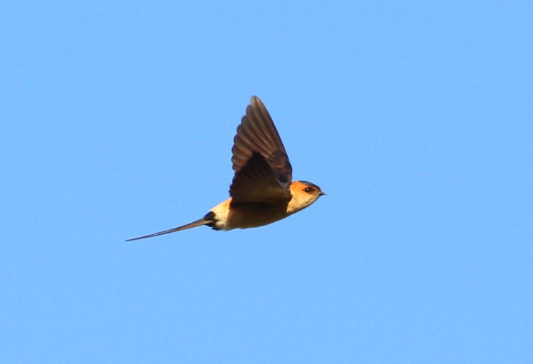 Red-rumped Swallow - ML616148627
