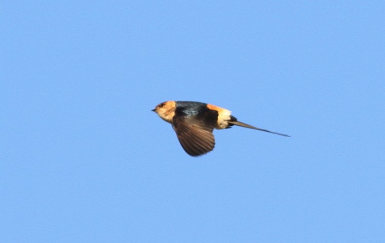 Red-rumped Swallow - ML616148628