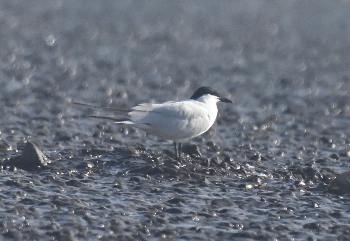 Gull-billed Tern - ML616148652