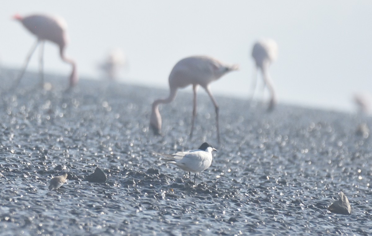 Gull-billed Tern - ML616148655