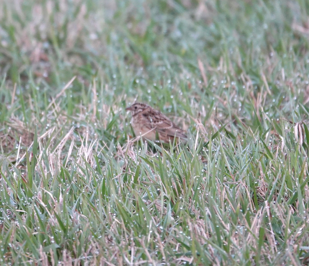 Smith's Longspur - ML616148661