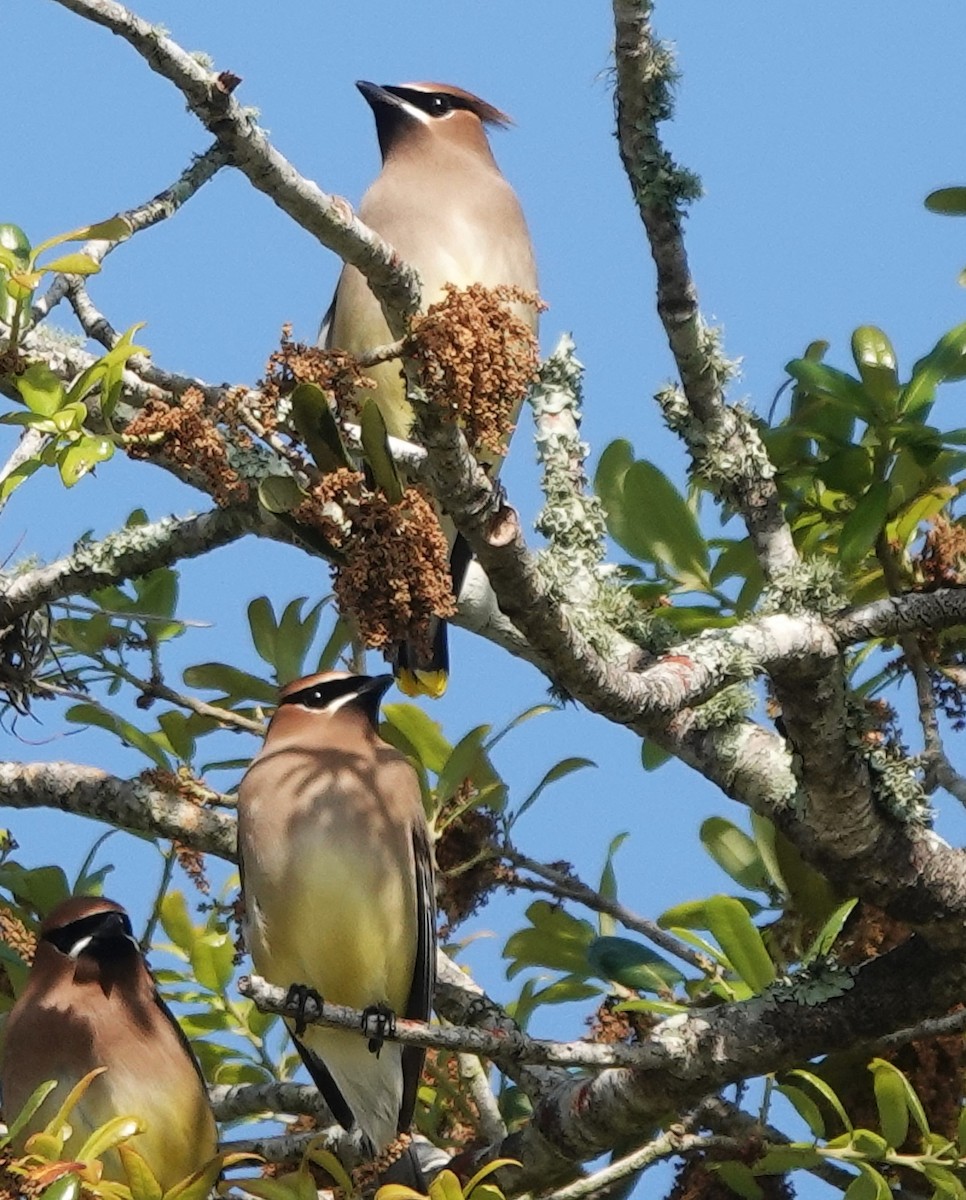 Cedar Waxwing - ML616148670