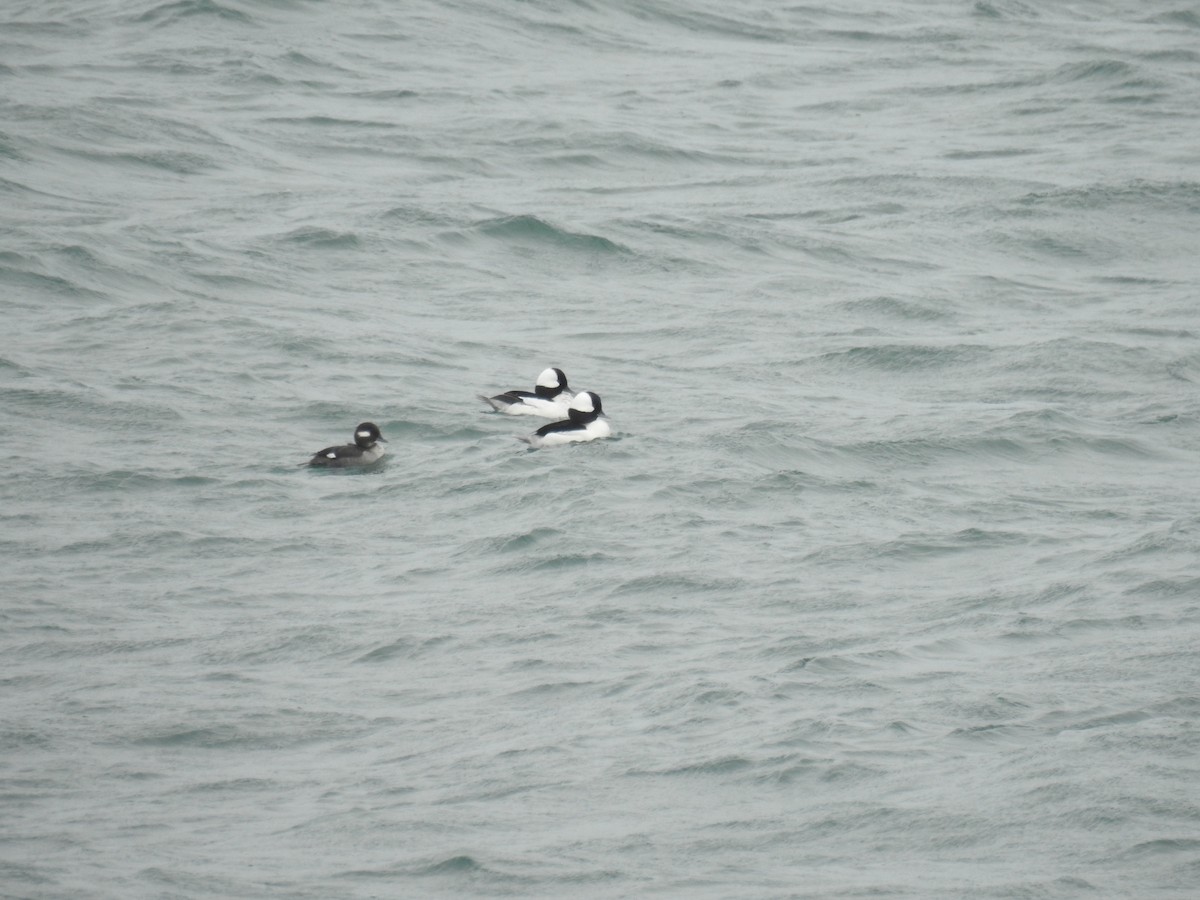 Bufflehead - Tom Dibblee