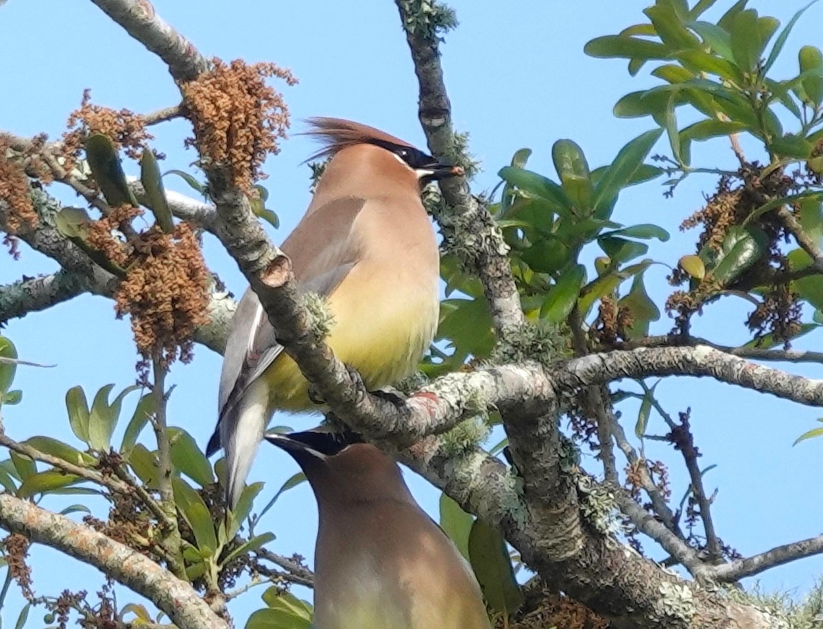 Cedar Waxwing - Iliana Stokes