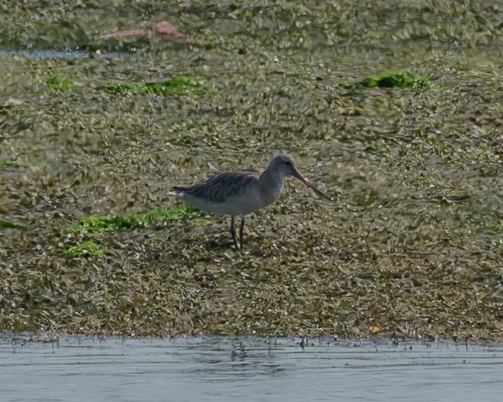 Bar-tailed Godwit - Yan Ze Ng