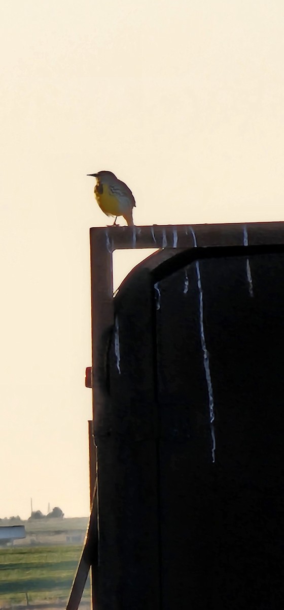 Western/Eastern Meadowlark - Trina McPherson