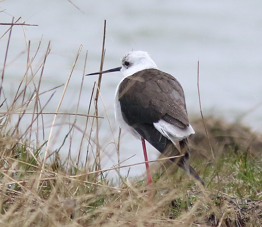 Black-winged Stilt - ML616148716