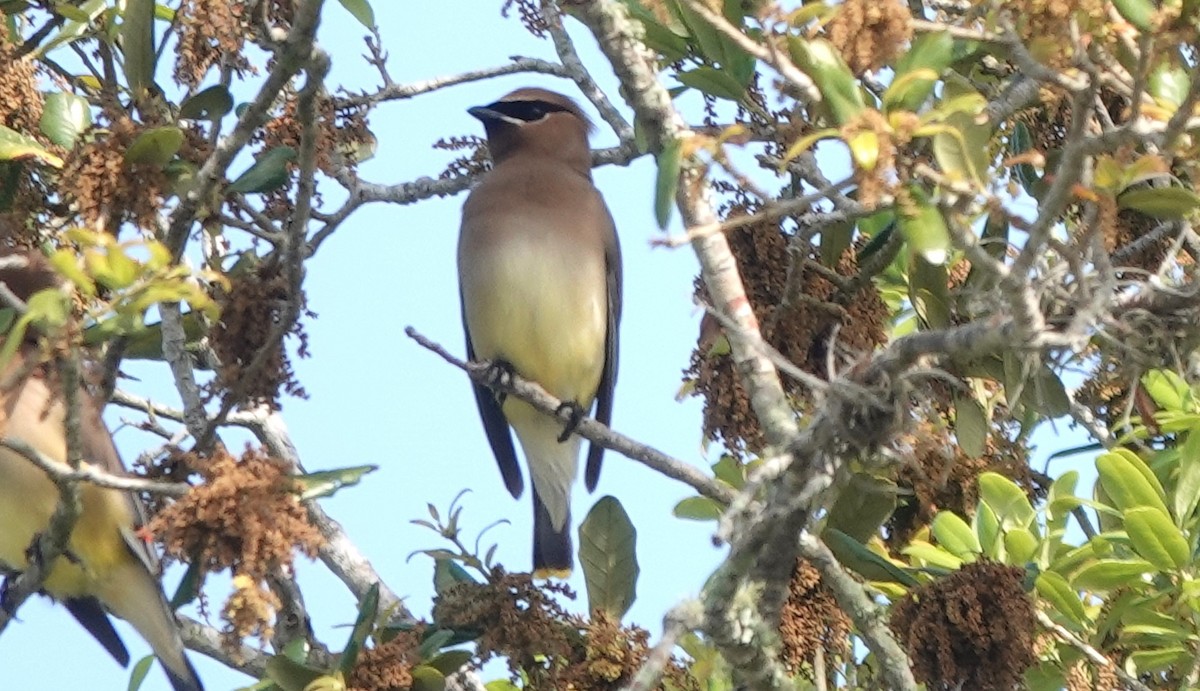 Cedar Waxwing - Iliana Stokes