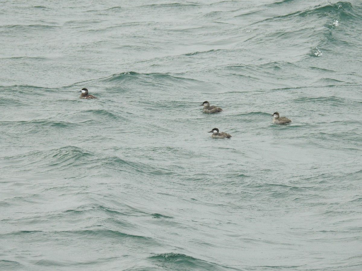 Ruddy Duck - ML616148723