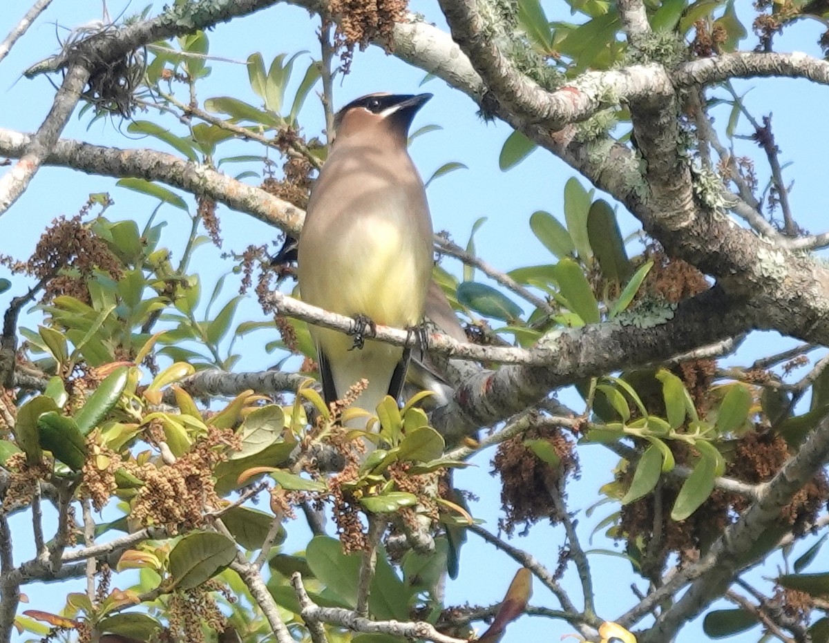 Cedar Waxwing - Iliana Stokes