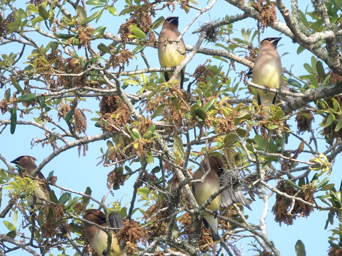 Cedar Waxwing - Iliana Stokes