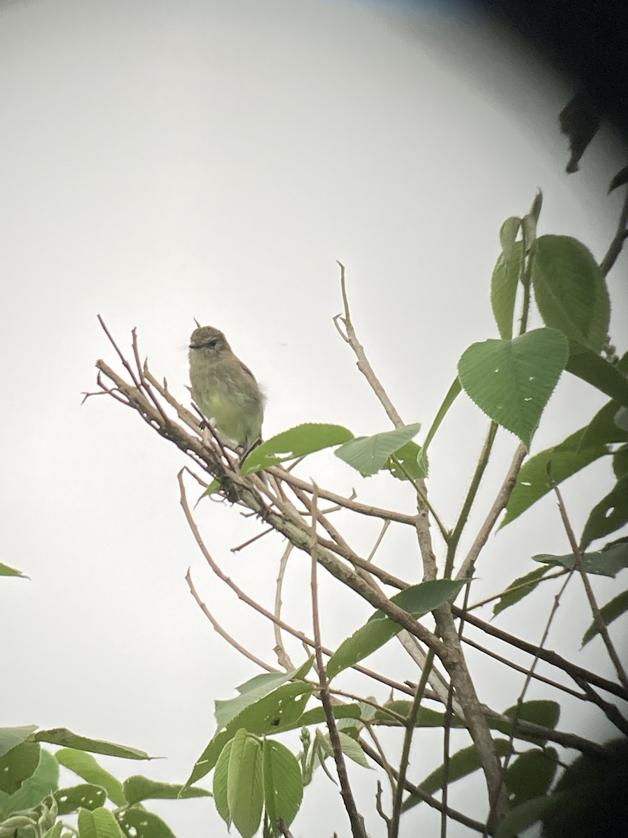 Olive-chested Flycatcher - Arrow Z L