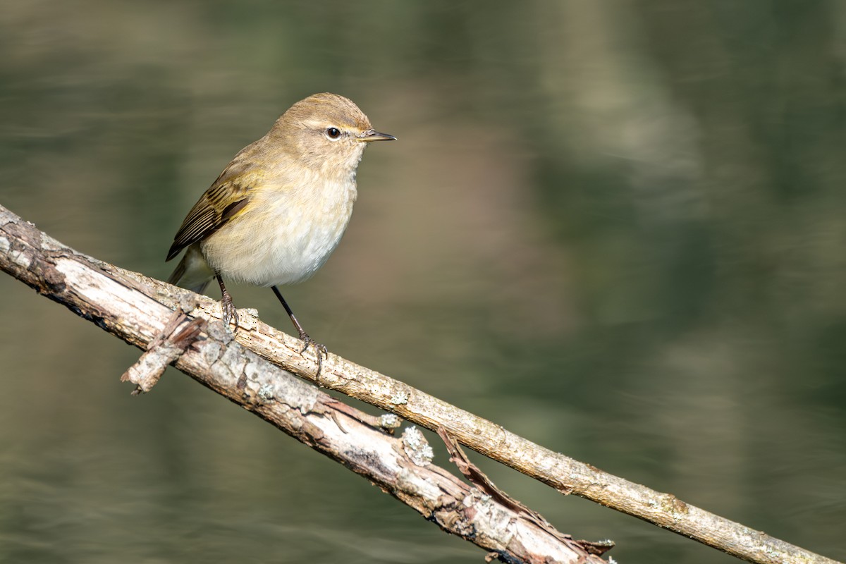 Common Chiffchaff - Kaan Kurdoglu