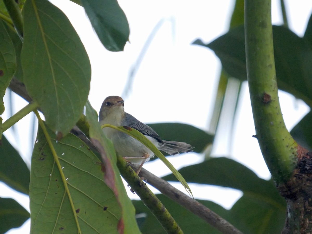 Sao Tome Prinia - ML616148812